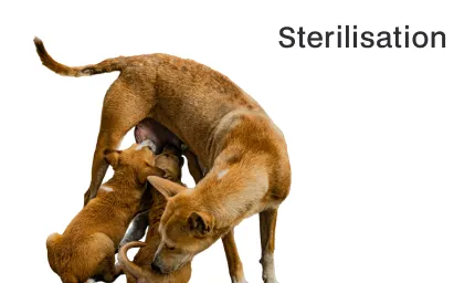 Sterilisation Bild